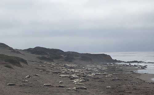 Those white lumps are elephant seals