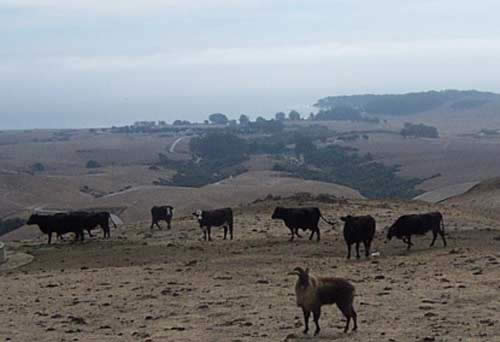Normal cows and some sort of exotic goat