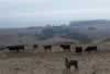 Normal cows and some sort of exotic goat (18,586 bytes)