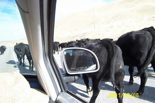 Cows to the left of me, cows to the right of me