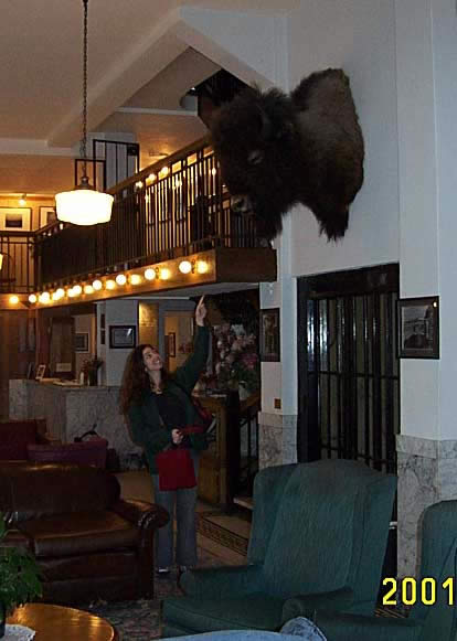 Look, Dad! Buffalo!