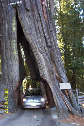 As snug as a bug in a ... tree