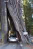 As snug as a bug in a ... tree (38,579 bytes)