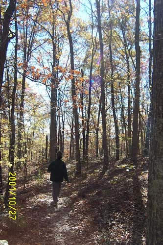 The Ozarks