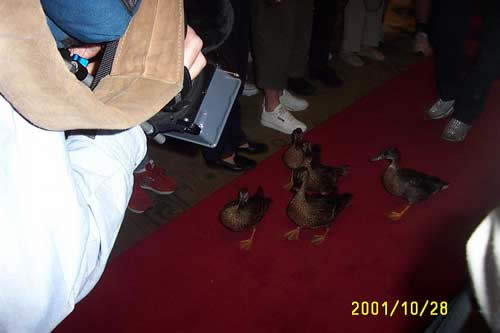 The march of the ducks at the Peabody Hotel