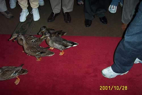 Sousa music plays as the ducks march to their penthouse
