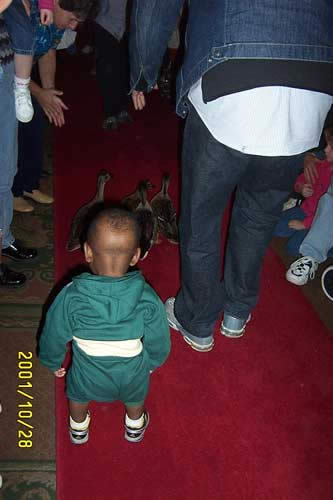 Everybody wants to see the ducks