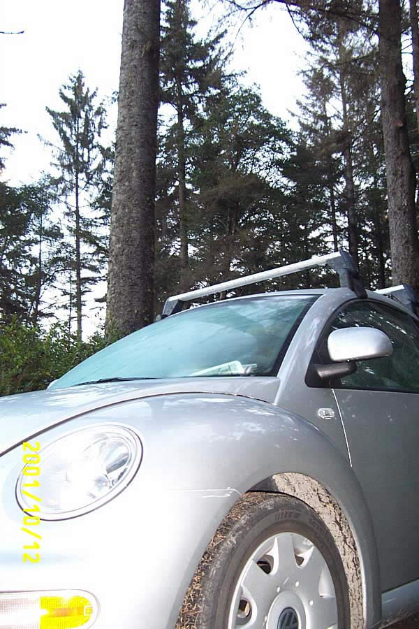 Bug of the Woods