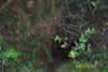Lair of the Boar-Pug! (51,404 bytes)