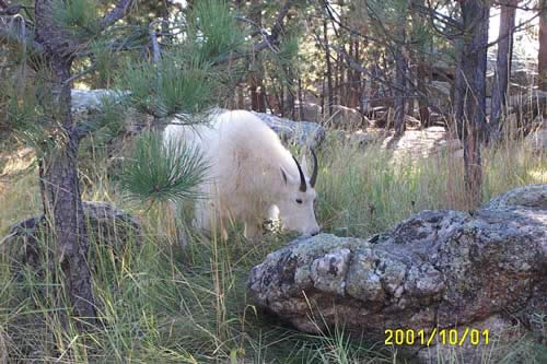 Mountain Goat