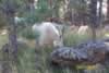 Mountain Goat (45,564 bytes)