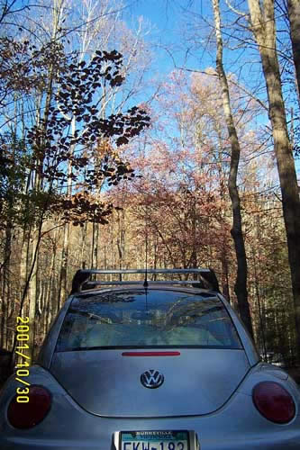 A bug in the woods