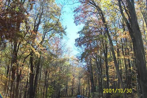 Pretty trees