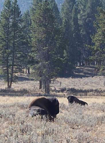 Bison!