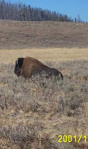 Bigger bison