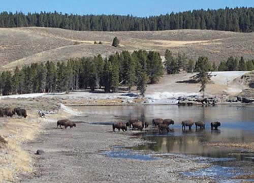 More Bison