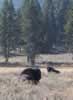 Bison! (37,686 bytes)
