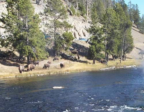 Don't get too close to the bison