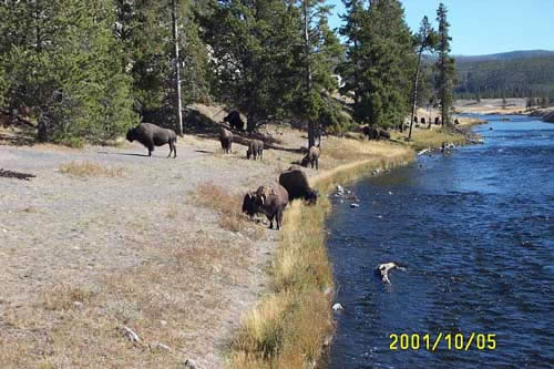 Bison