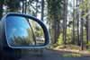 A Bug's view of the wilderness (47,750 bytes)
