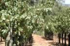 Napa 04 - 001.jpg (151kb)