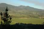 Napa 04 - 012.jpg (74kb)