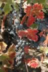 Napa 04 - 036.jpg (110kb)