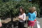 Napa 04 - 037.jpg (133kb)