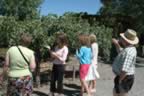 Napa 04 - 038.jpg (136kb)