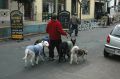 Boca Dogs